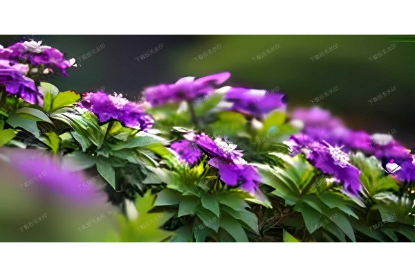 探访武汉海选茶市，价格真相让你一目了然！